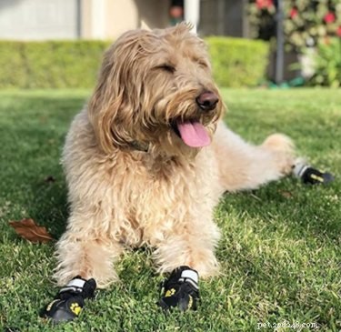 屋外の暑い日のための最高の犬の足の保護ギア 