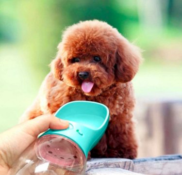 5 лучших бутылочек с водой для собак – идеальны для походов и путешествий