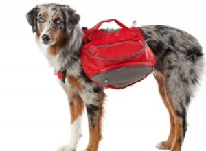 Nejlepší psí batohy a vybavení pro celodenní výlety