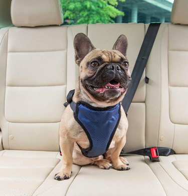 7 potahů na zadní sedadla a bezpečnostní pásy pro psy
