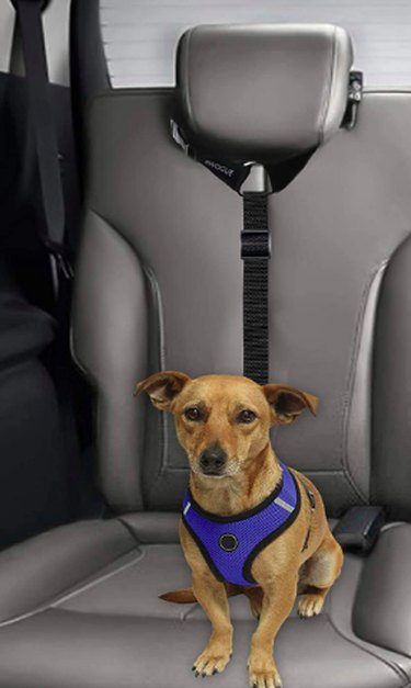 7 capas de banco traseiro e cintos de segurança para cães