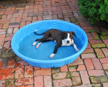 Легкое обогащение:летние водные игры с собакой 
