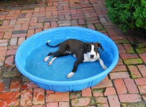 간단한 보충:강아지와 함께 할 수 있는 여름 물놀이