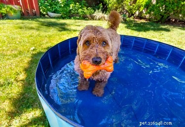Enriquecimento fácil:jogos aquáticos de verão para brincar com seu cachorro