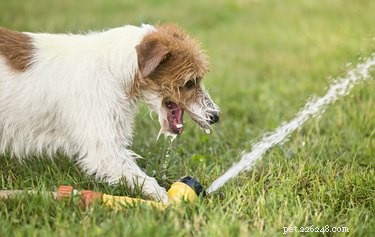 Snadné obohacení:Letní vodní hry na hraní se psem