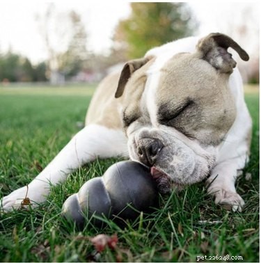 7 zábavných hraček pro psy, které můžete zmrazit – skvělé pro horké letní dny