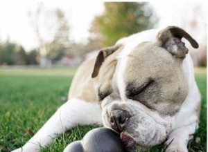 あなたが凍らせることができる7つの楽しい犬のおもちゃ–暑い夏の日に最適 