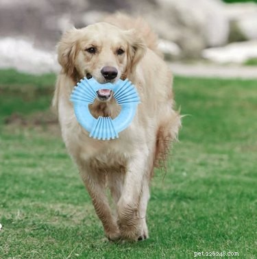 7 leuke hondenspeeltjes die je kunt invriezen - ideaal voor warme zomerdagen