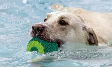 7 brinquedos divertidos para cachorros que você pode congelar – ótimos para os dias quentes de verão