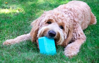7 divertenti giocattoli per cani che puoi congelare:ottimi per le calde giornate estive