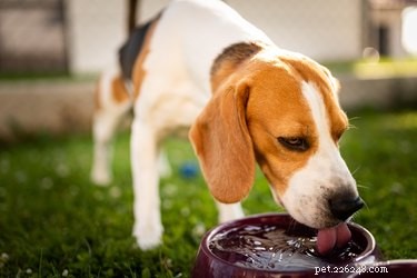 Mês de conscientização sobre a hidratação do animal de estimação:grande promoção de julho na Chewy