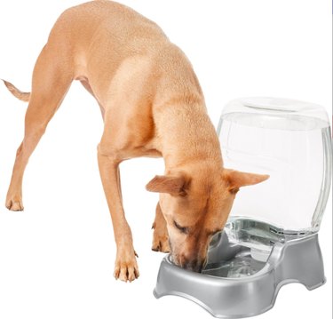 Pet Hydration Awareness Month:Enorm julirea på Chewy