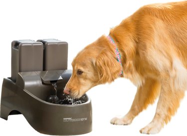Pet Hydration Awareness Month:Chewy에 대한 대규모 7월 할인
