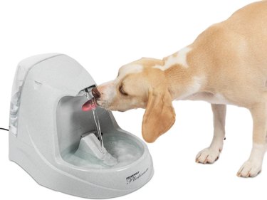 Pet Hydration Awareness Month:enorme juli-uitverkoop op Chewy