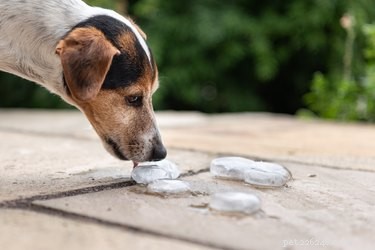 Enriquecimento fácil:faça um jogo de tesouro congelado para seu cachorro