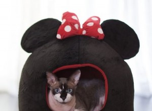 5つの超かわいいミッキーマウスと友達の犬と猫のベッド 
