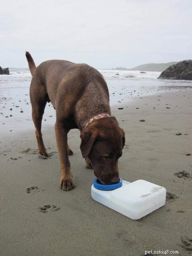 O melhor equipamento de natação e água para cães