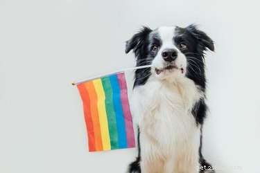 Dovresti portare il tuo cane all orgoglio?