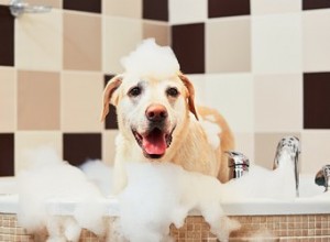 De bästa hundschampon – enligt hundfrisörer