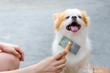 Nejlepší kartáče pro psy pro každý typ kožichu – podle 3 úpravců psů