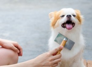 De beste hondenborstels voor elk type bontjas – volgens 3 hondentrimmers