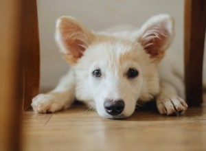 あなたの犬のための居間の敏捷性コースを設定する方法 