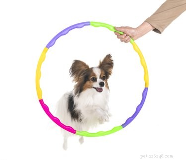 Como configurar um curso de agilidade na sala de estar para seu cão
