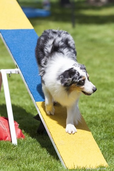 Come impostare un corso di agilità in soggiorno per il tuo cane