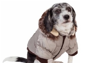 犬のための8つの必須の寒い天候の製品 