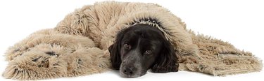 犬のための8つの必須の寒い天候の製品 