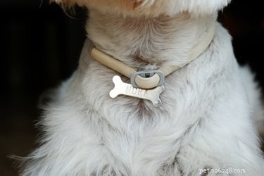 Ai cani piace indossare il collare?