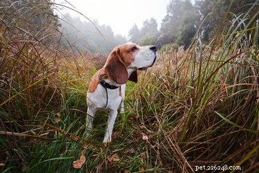 Les chiens utilisent-ils les champs magnétiques terrestres pour naviguer ?
