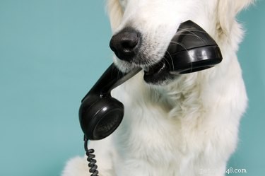 Os cães reconhecem sua voz ao telefone?