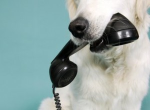 Herkennen honden uw stem aan de telefoon?