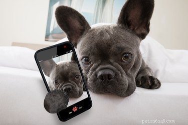 Herkennen honden uw stem aan de telefoon?