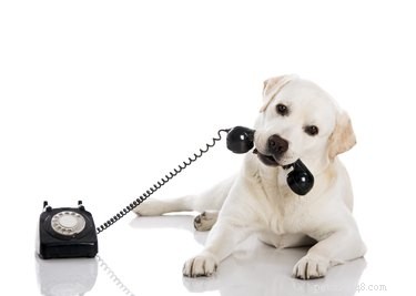 Les chiens reconnaissent-ils votre voix au téléphone ?