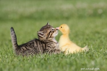 Existe uma explicação científica por trás das amizades entre espécies?