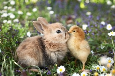 Is er een wetenschappelijke verklaring achter interspecies-vriendschappen?