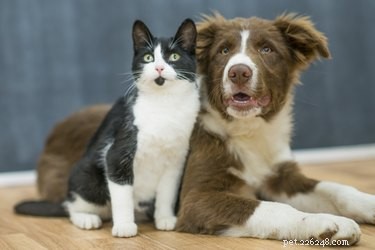 La differenza tra persone con cani e persone con gatti, secondo la scienza