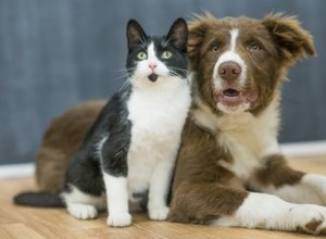 과학에 따르면 개와 고양이의 차이점
