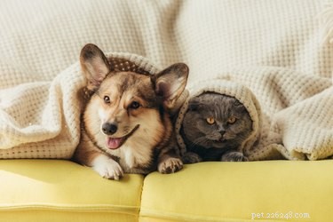 과학에 따르면 개와 고양이의 차이점