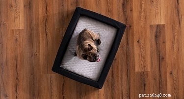 Ваша собака разборчива во сне? Вот лучшие кровати для собак с любым стилем сна