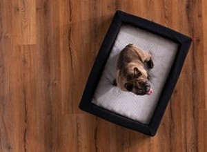 당신의 개는 까다롭게 자는 편입니까? 다음은 모든 수면 스타일의 개를 위한 최고의 침대입니다.
