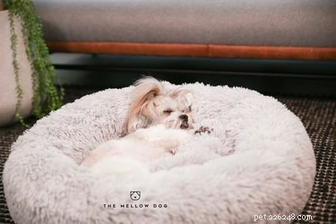 Votre chien est-il difficile à dormir ? Voici les meilleurs lits pour chiens de tous les styles de sommeil