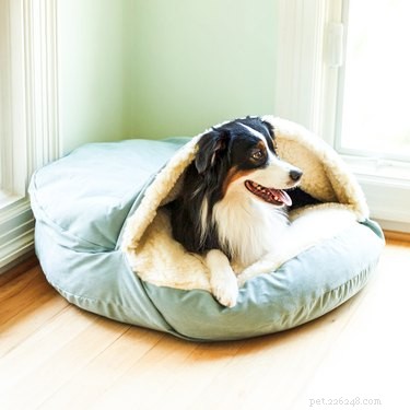 Är din hund en kräsen? Här är de bästa sängarna för hundar i alla sovstilar