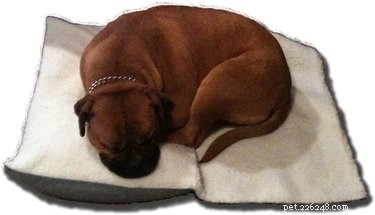 당신의 개는 까다롭게 자는 편입니까? 다음은 모든 수면 스타일의 개를 위한 최고의 침대입니다.