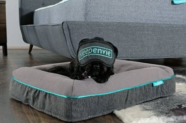 あなたの犬はうるさい寝台車ですか？ここにすべての睡眠スタイルの犬のための最高のベッドがあります 