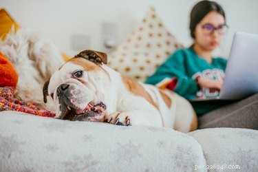 6 важных советов по работе из дома, если у вас есть собака