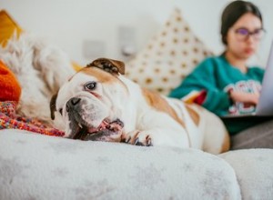 あなたが犬を飼っているときに自宅で仕事をするための6つの重要なヒント 