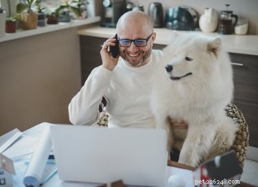 6 viktiga tips för att arbeta hemifrån när du har en hund